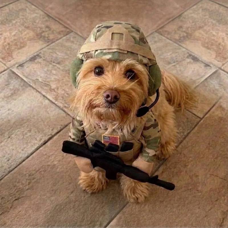 Front-Facing Soldier Dog Costume Set for Halloween Photos and Parties